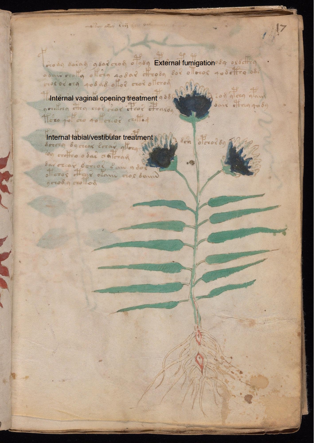 Secondary labelled diagram of Folio 17r